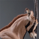 oryx